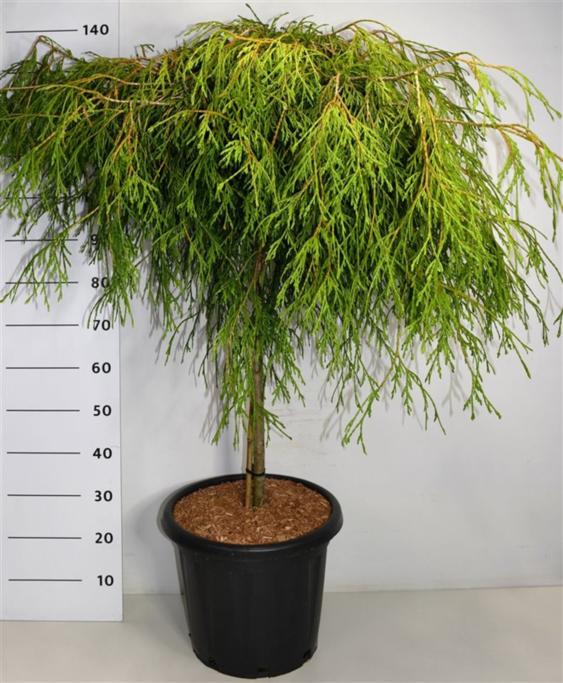 Thuja – Thuja plicata 'Kager's Beauty' - C25 90 cm. Stam